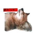 二匹の癒しスタンプ♪（個別スタンプ：4）