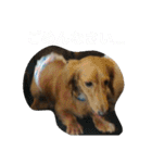 二匹の癒しスタンプ♪（個別スタンプ：5）