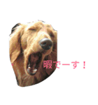 二匹の癒しスタンプ♪（個別スタンプ：9）