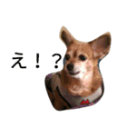 二匹の癒しスタンプ♪（個別スタンプ：10）