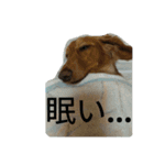 二匹の癒しスタンプ♪（個別スタンプ：13）