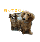 二匹の癒しスタンプ♪（個別スタンプ：14）