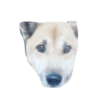 wwwwwwwwwwwxw（個別スタンプ：3）
