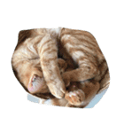 wwwwwwwwwwwxw（個別スタンプ：7）