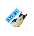 000cats0004（個別スタンプ：2）