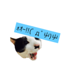 000cats0004（個別スタンプ：3）