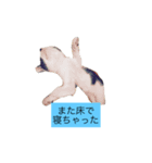 000cats0004（個別スタンプ：4）