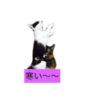 000cats0004（個別スタンプ：5）