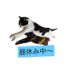 000cats0004（個別スタンプ：6）