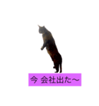 000cats0004（個別スタンプ：7）