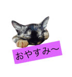 000cats0004（個別スタンプ：8）