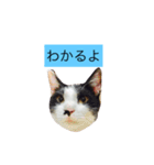 000cats0004（個別スタンプ：10）