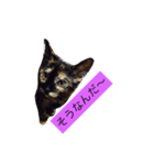 000cats0004（個別スタンプ：12）