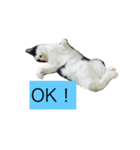 000cats0004（個別スタンプ：13）