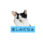 000cats0004（個別スタンプ：14）