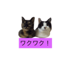 000cats0004（個別スタンプ：15）