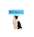 000cats0004（個別スタンプ：16）