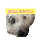 こゆきこゆき（個別スタンプ：1）