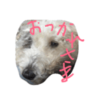 こゆきこゆき（個別スタンプ：4）