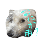 こゆきこゆき（個別スタンプ：5）