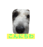 こゆきこゆき（個別スタンプ：8）