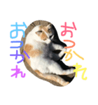 loooveee（個別スタンプ：3）