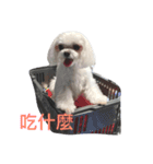 Life of Baby Ha（個別スタンプ：2）
