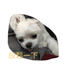 Life of Baby Ha（個別スタンプ：13）