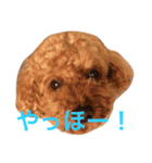 インディだワン！（個別スタンプ：5）