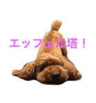 インディだワン！（個別スタンプ：6）