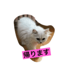churasan（個別スタンプ：1）