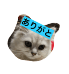 churasan（個別スタンプ：2）