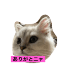 churasan（個別スタンプ：6）
