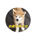 秋田犬 種＆玄（個別スタンプ：1）