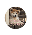 秋田犬 種＆玄（個別スタンプ：2）