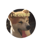 秋田犬 種＆玄（個別スタンプ：3）