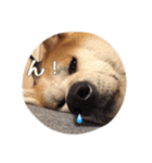 秋田犬 種＆玄（個別スタンプ：5）