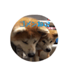 秋田犬 種＆玄（個別スタンプ：6）
