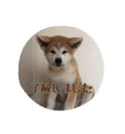 秋田犬 種＆玄（個別スタンプ：7）
