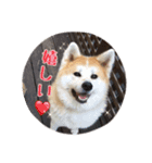 秋田犬 種＆玄（個別スタンプ：8）