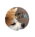 秋田犬 種＆玄（個別スタンプ：9）