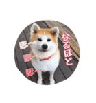 秋田犬 種＆玄（個別スタンプ：10）