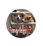 秋田犬 種＆玄（個別スタンプ：11）