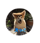 秋田犬 種＆玄（個別スタンプ：12）
