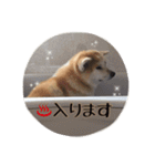 秋田犬 種＆玄（個別スタンプ：13）