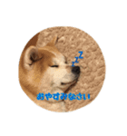 秋田犬 種＆玄（個別スタンプ：14）
