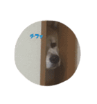 秋田犬 種＆玄（個別スタンプ：15）