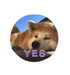 秋田犬 種＆玄（個別スタンプ：16）