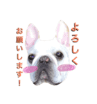 フレンチブルドッグ エース君（個別スタンプ：15）