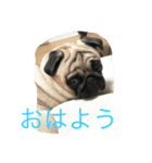 I'm home momo（個別スタンプ：3）